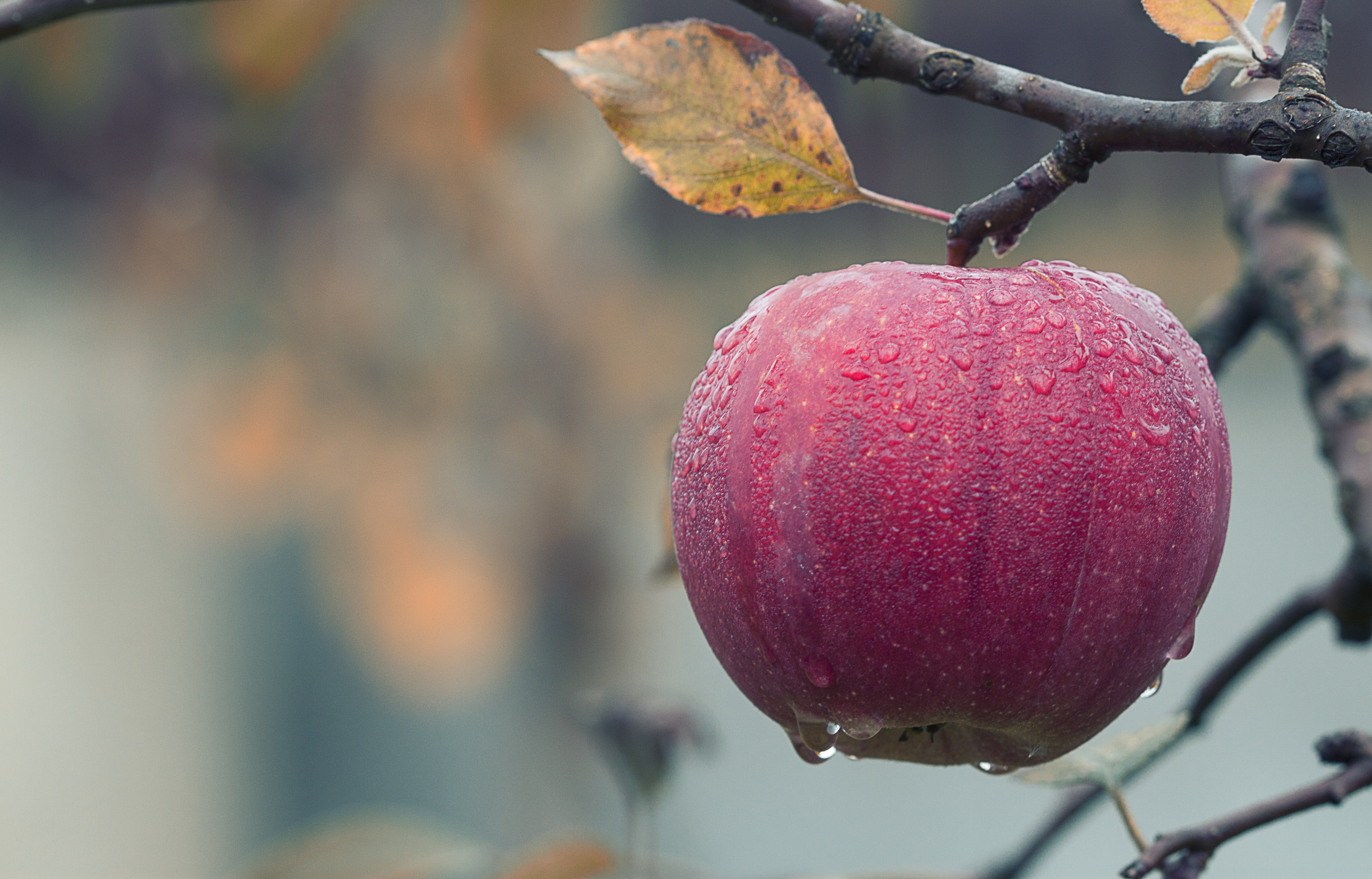La pomme